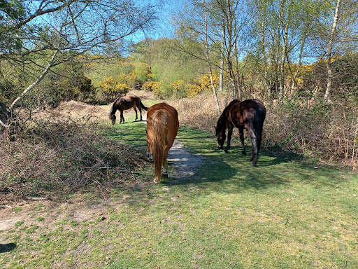 New Forest - Visual
