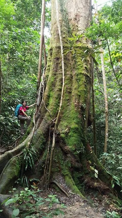 Photos of Bukit Lawang Travel