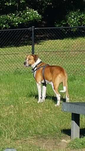 Nowra Dog Park Gallery - Australia