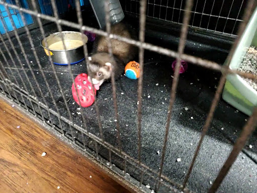 Pet Supplies Plus Upper Arlington - Thumbnail