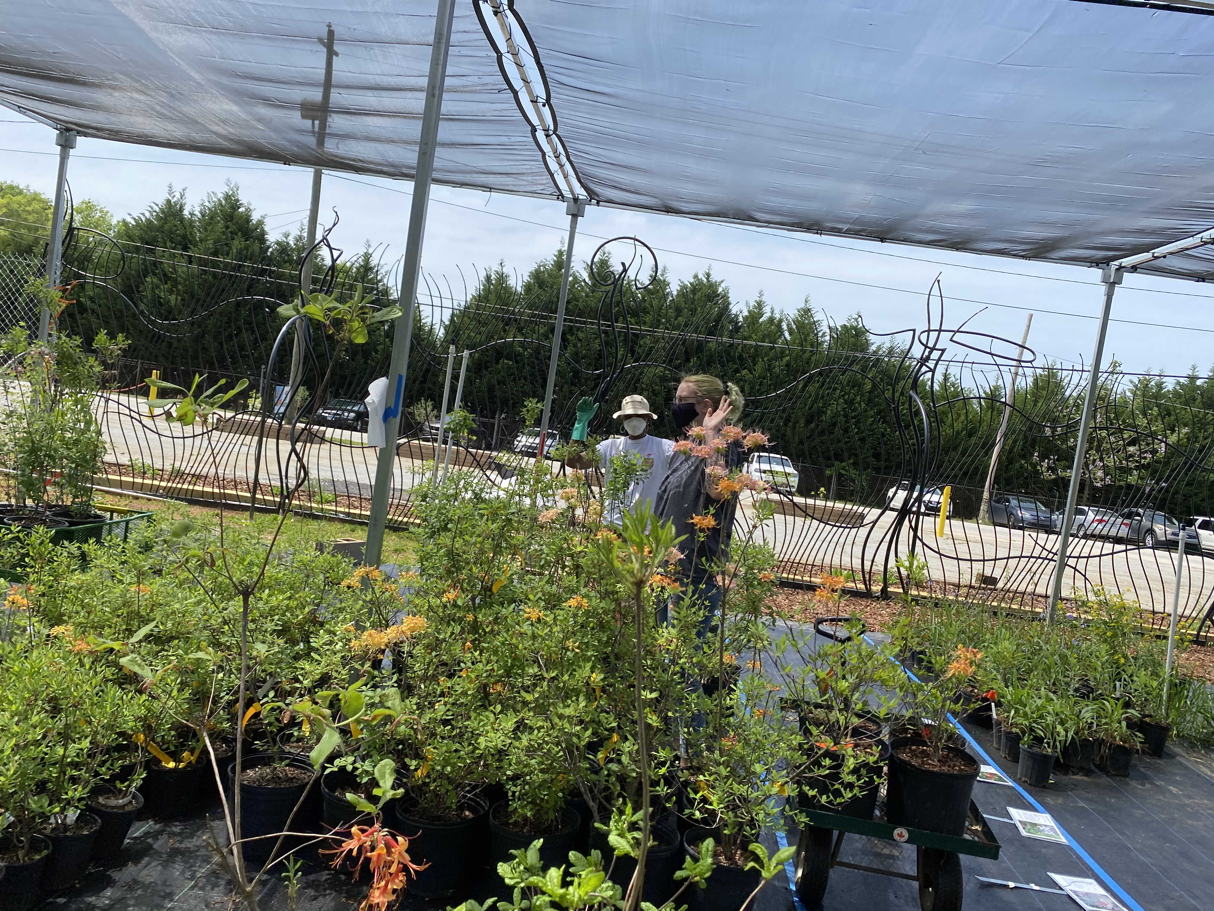 Beech Hollow Wildflower Farm
