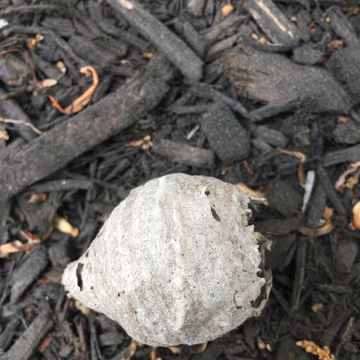D-Line Pest Services - Thumbnail