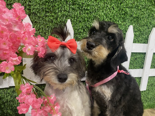 Sugar Sweet Georgia Puppies