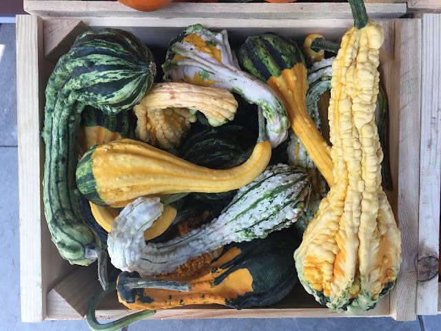 Sunfrost Farms