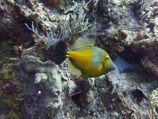 El Paso Dive Group/School - Thumbnail