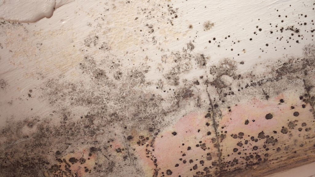 Dry Cleanup - Mold Removal & Remediation Brownsville TX photo