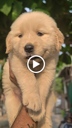 Golden retriever puppy available in ahmedabad post image