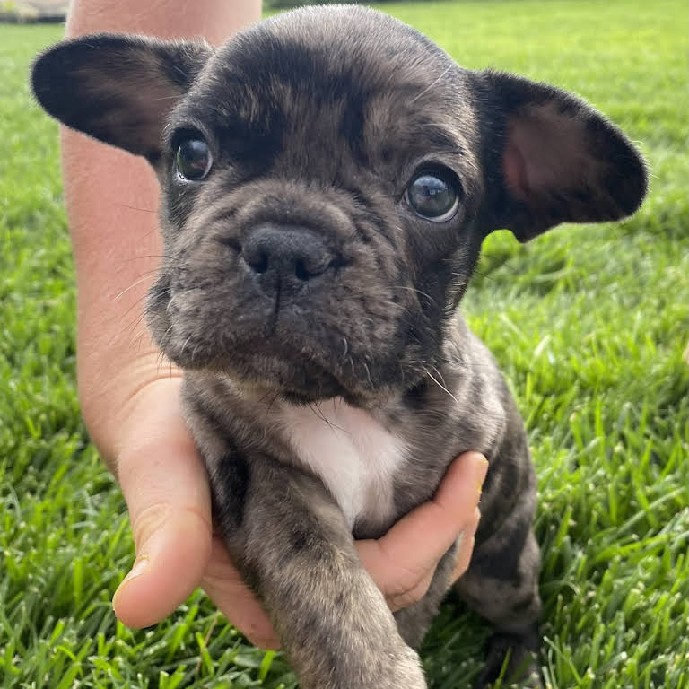 Harline French Bulldogs Labradoodles - Dog Cedar City