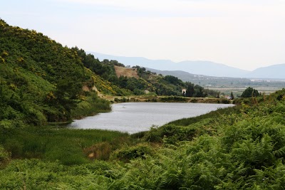 Pylli i Hajlerit & Barrunit