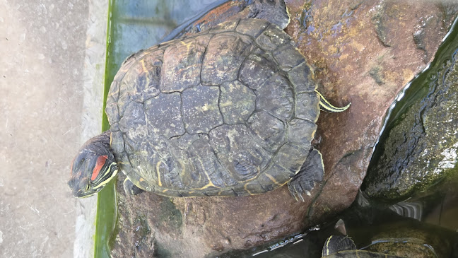 Centrum Ogrodnicze Top-Plant - Szczecin