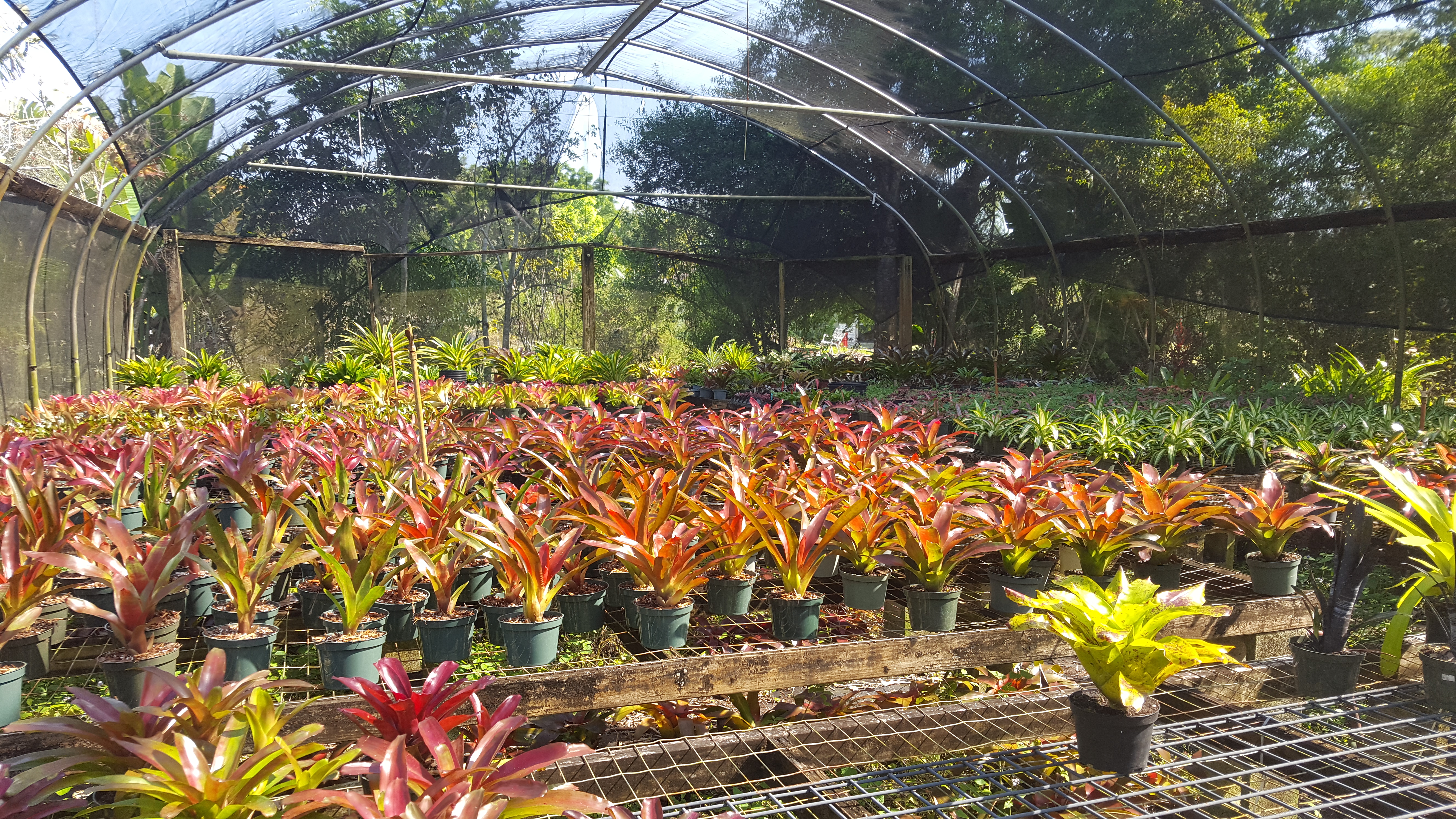 Bonita Bromeliads