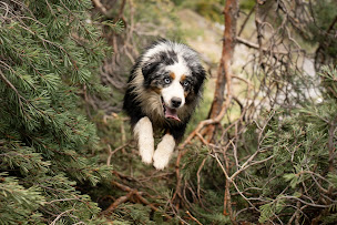 Photo n°24 de Bergers du Noryema à Entraunes (Dresseur pour chiens)