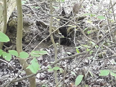 Photos of Nur Forest Park