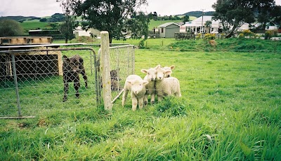 Photos of Tokanui Food Centre 2012 limited