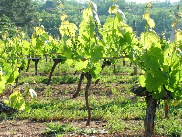 Office de Tourisme Intercommunal Lot-Vignoble