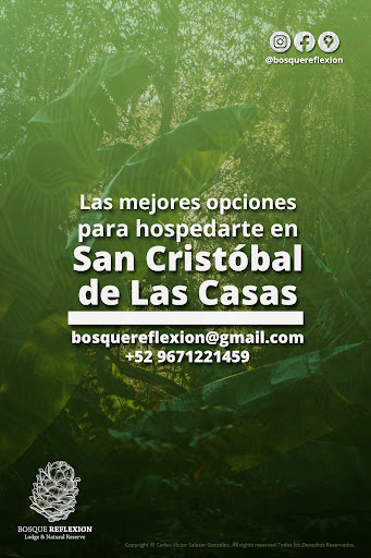 Bosque Reflexion - Visual