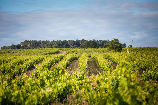 Bodega Finca Torremilanos - Ribera del Duero
