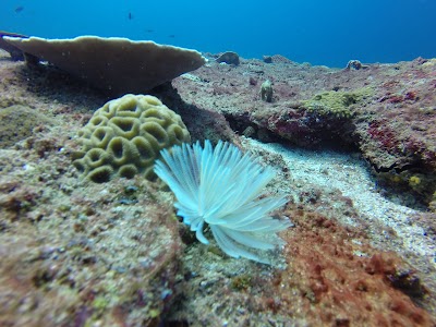 Photos of Kalpitiya Diving Center (KDC)