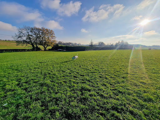 DHT Fields - Visual