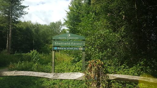 Sheffield Forest - Visual