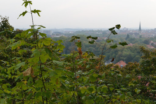 Buchenwaldblick