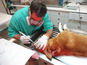 Photo n°21 de Cabinet Vétérinaire Médico-chirurgical Des Palmiers à Canet-en-Roussillon (Pharmacie vétérinaire)