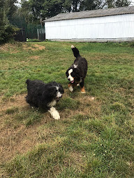 Photo n°9 de Lab & Compagnie à La Martyre (Garde d'animaux de compagnie)