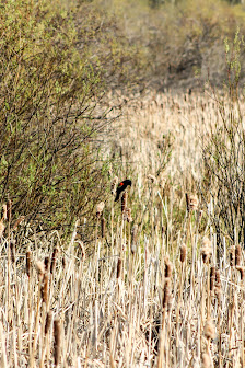 Springbrook Natural Area Township Rd 372, Red Deer County, AB T4S 0E5, Canada