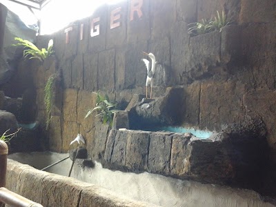 Photos of Tiger Gym & Fitnes