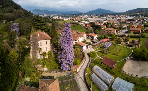 Il Glicine di Olgiate