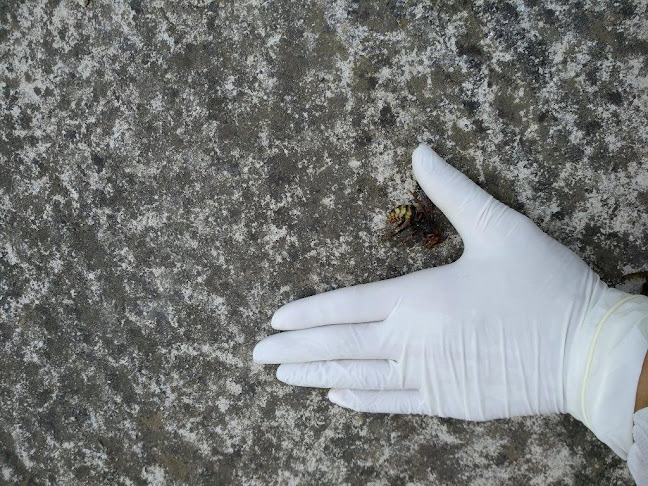 Χώρα, Σκόπελος 370 03