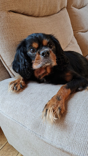Earls Hall Veterinary Group - Shoebury Veterinary Surgery - Shoeburyness - Thumbnail