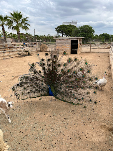 La Mascota i el Jardí - Thumbnail