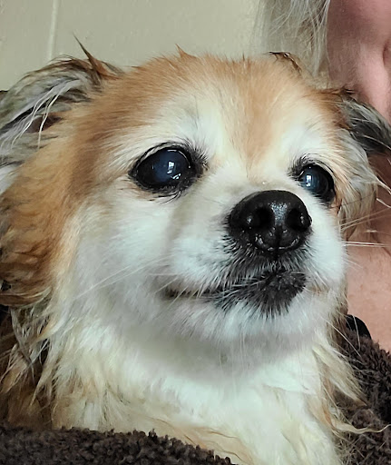 Awol Humane Society - Thumbnail