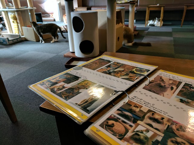 Cat Cafe Calico