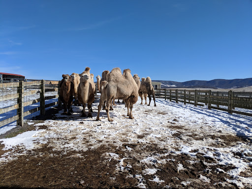 Lost World Ranch - Visual