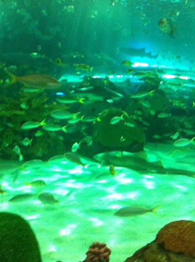 Fish and Aquarium Services - New York