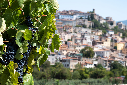 Cincinnato Vini - Thumbnail