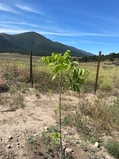 TREEFORCE - Visual