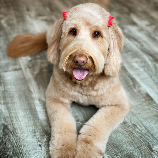Southern NH Pet Grooming - Thumbnail