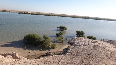 Purple Island, Mangroves