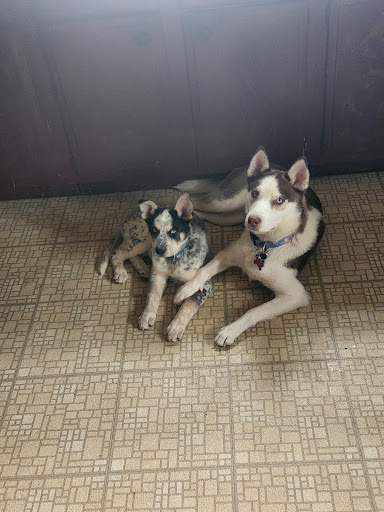 Pet Creations Gallery - United States