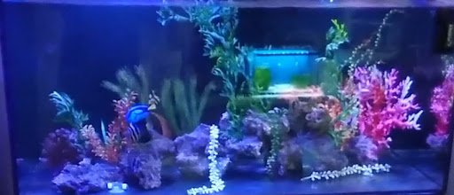 Hunter Valley Clownfish - Thumbnail