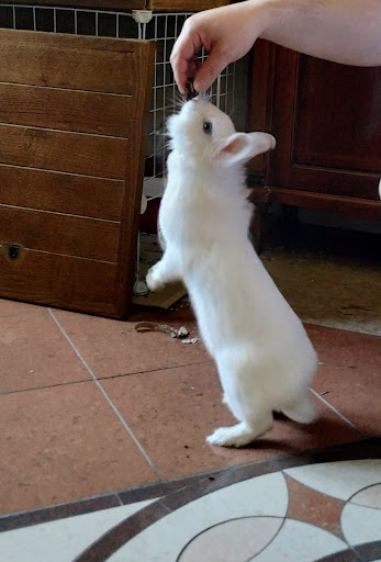 NUOVA SEDE Ambulatorio Veterinario Dott. RINALDI GIOVANNINO - Thumbnail
