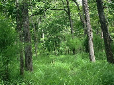 Photos of Phnum Prech Wildlife Sanctuary
