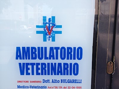 Photos of Surgery Veterinarian Alfio Bulgarelli
