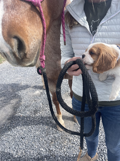 Puppy Steps Training - Thumbnail