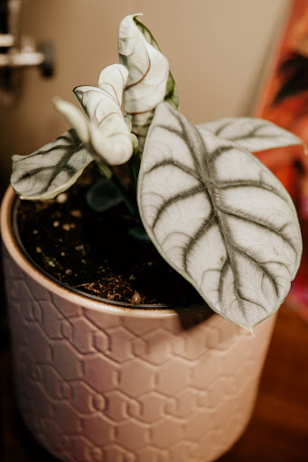 Up-Rooted - Visual