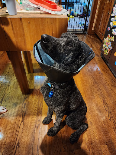 Cypress Creek Veterinary Hospital - Thumbnail
