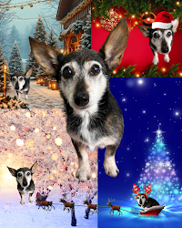 ペットサロンＬｉｌｙ’ｓＤｏｇ